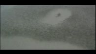 video Canavarlar bugün aç kaldı