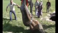 video İtfaiyeden inek kurtarma operasyonu