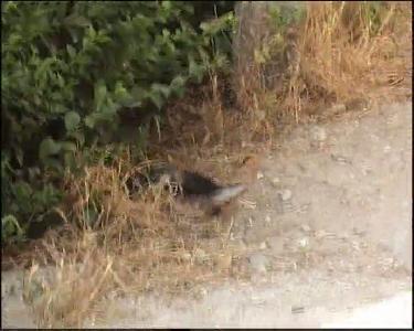 Bu Da Yılanların Aşk Oyunu