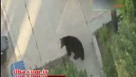 video Nereden çıktı bu ayı!..