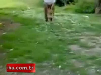 Korkunç köpek dövüşleri