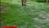 Korkunç köpek dövüşleri