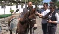 Milletvekili, Meclis'e eşekle geldi