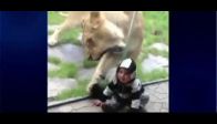 video Hayvanat bahçesinde dehşet anları!