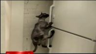 Komando gibi kedi!